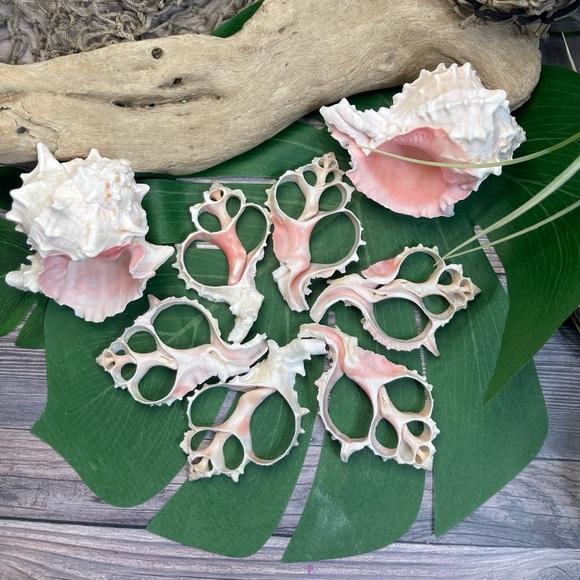 JUST IN- LG PINK MUREX CENTER CUT SHELLS SLICES DIY CRAFTING LOT - Picture 2 of 15